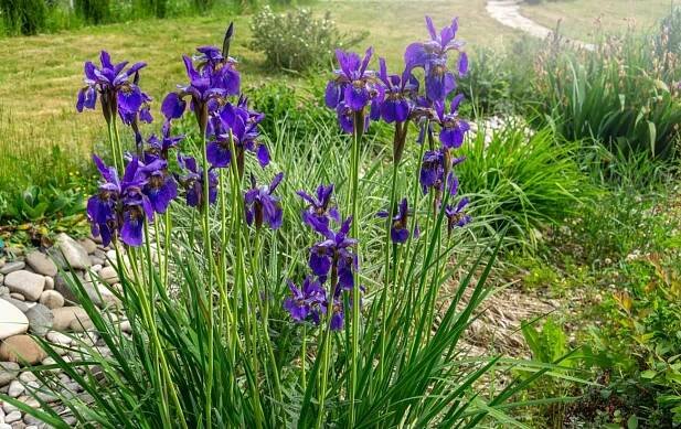 Kosatec sibiřský (Iris sibirica)