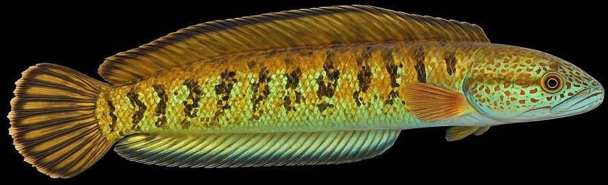 Fish thought extinct for 85 years reappears in Himalayan river