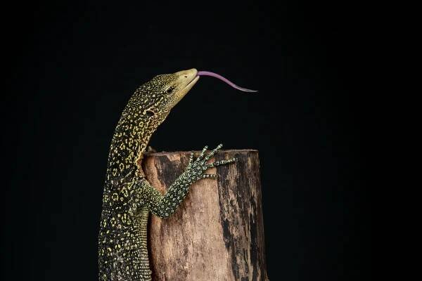 Varanus boehmei