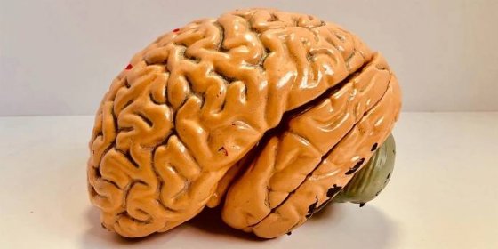 Lidský mozek je velmi měkký a křehký. Lze ho zmáčknout desetkrát snadněji než pěnový polystyren