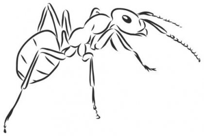 Ručně kreslený mravenčí hmyz, jedna pismire malované inkoustem, Emmet skica vektorové ilustrace, černý izolovaný znak na bílém pozadí. — Ilustrace