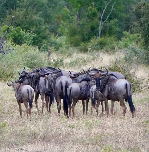 NTHAMBO TREE CAMP - Updated 2025 Hotel Reviews (South Africa/Klaserie Private Game Reserve)