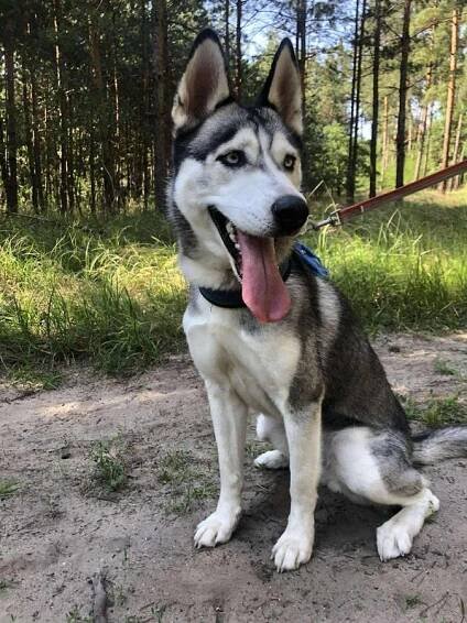 Psi k adopci z útulků, azylů a neziskových organizací