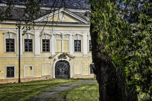 Příběh českého Stromu roku. Odolná borovice přežila zatopení vesnice