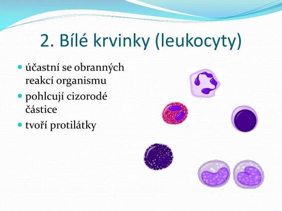 PPT - Krev PowerPoint Presentation, free download - ID:5062116