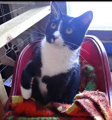 Brody - Cat Tales CT