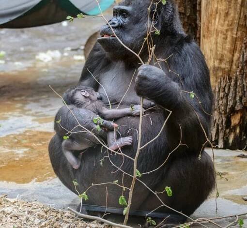 Prvorodička Shinda se o mládě vzorně stará. Foto: Jana Myslivečková / Zoo Praha