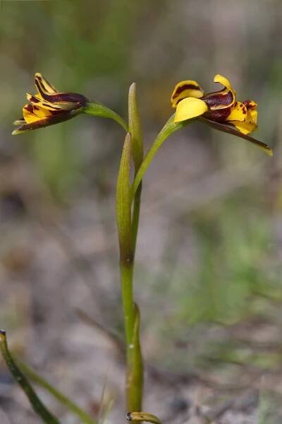 Tasmanian Orchids - Garth Smith Photography
