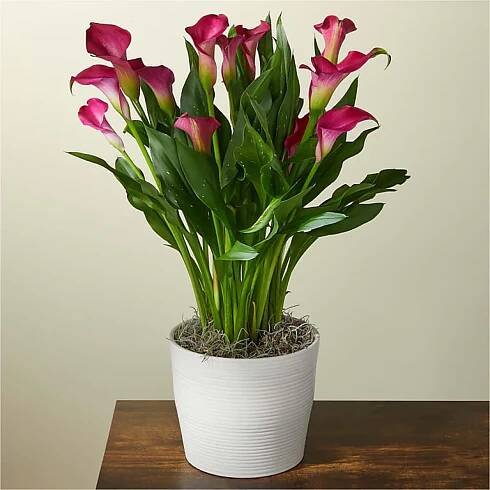Pink calla lily