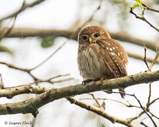 Owls