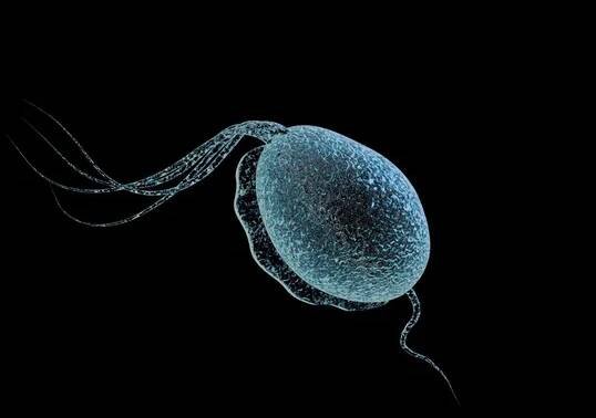 Trichomonas vaginalis — Stock obrázek