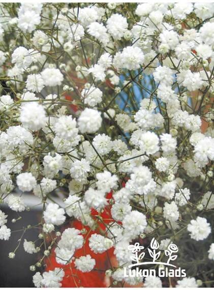 GYPSOPHILA - šater latnatý - Lukon Glads s.r.o.