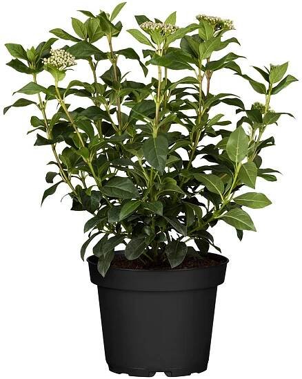 Landgard Kalina modroplodá (Viburnum tinus) cca výška 30-40 cm, 1,5 l