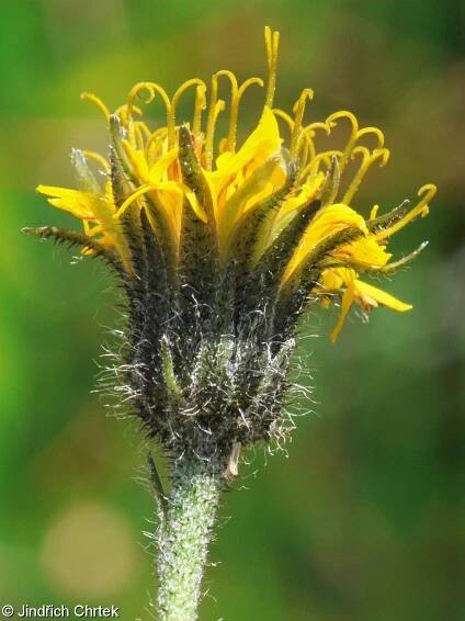 fotografický klíč k určování cévnatých rostlin :: BOTANICKÁ FOTOGALERIE
