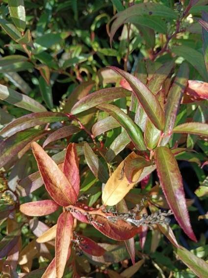 Leucothoe 'Halloween'