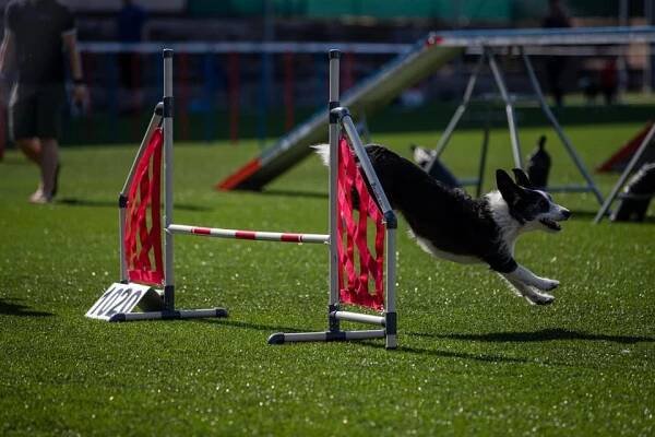 Novinky – AGILITY-HB