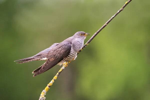 Fotografie „Kukačka obecná (Cuculus canorus)“