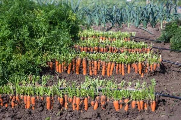 10 Vegetables That Taste Better After Frost