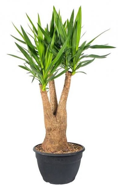 Juka pokojová, Yucca, větvená, průměr obalu 35 cm, skladem