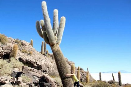 This cactus is over a thousand years old.