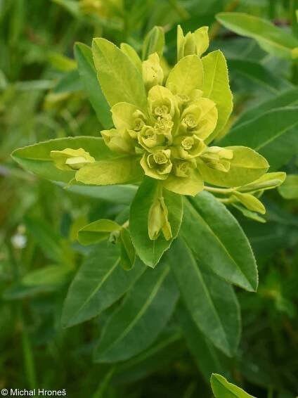 Euphorbia illirica – pryšec kosmatý • Pladias: Databáze české flóry a vegetace