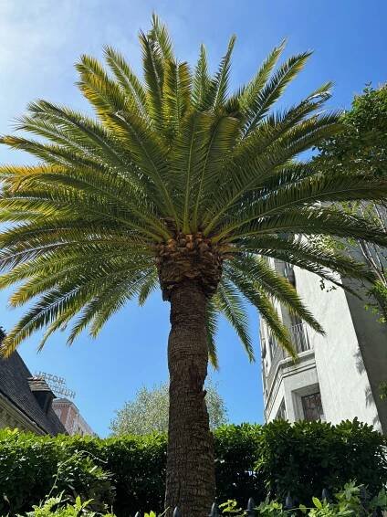 San Francisco Trees