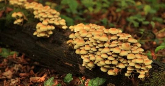 "Hypholoma fasciculare, a.k.a. the sulphur tuft, sulfur tuft or clustered woodlover, is a common woodland mushroom.Please, have a look to my --"