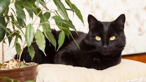 Bombajská kočka je společenská kráska s kožíškem jak uhel