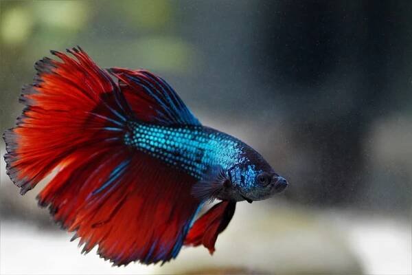 Beta Betta Bojovnice - Fotografie zdarma na Pixabay