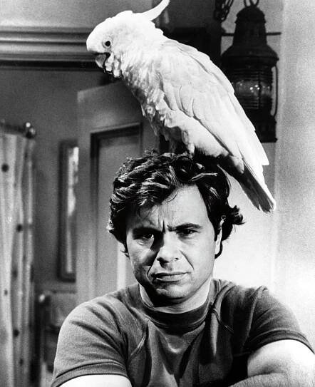In the Baretta TV show, Robert Blake played an unconventional cop with a charming cockatoo (1975-1978) 2
