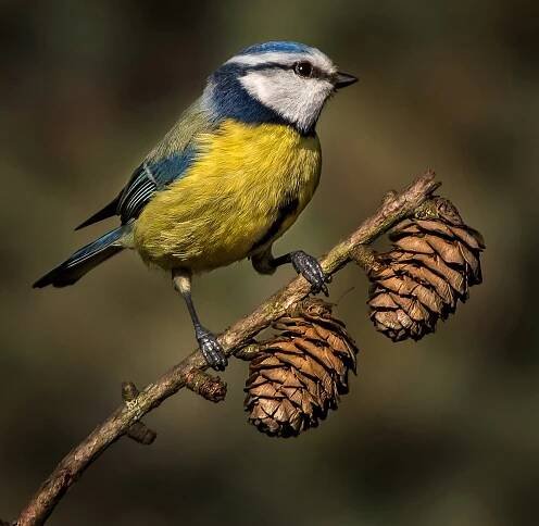 Bluetit in a pine cone twig