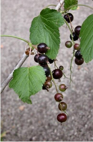 Ribes nigrum L. - Portale della Flora d'Italia / Portal to the Flora of Italy