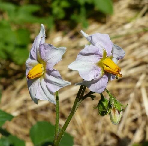Solanum tuberosum L. - Portale della Flora d'Italia / Portal to the Flora of Italy