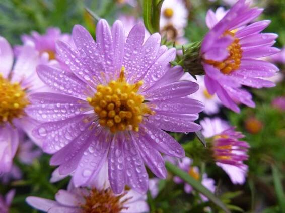 Hvězdnice keříčkovitá 'Tina' - Aster dumosus 'Tina'