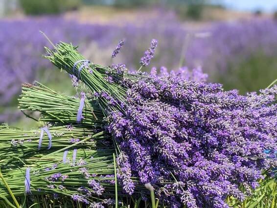 Celebrate Sequim Lavender Weekend 2025 along the Trail!