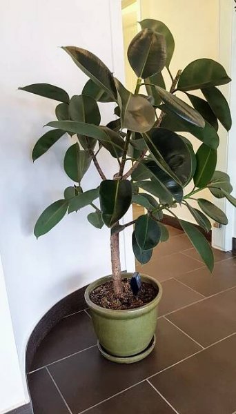 The 13 Best Large Houseplants (that anyone can keep alive) - Potted Pixie