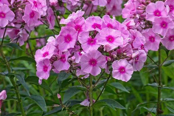 Phlox květiny