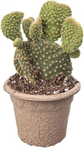 Giromagi Sukulent různé druhy výška 10-15 cm, pr. květináče 6,5 cm nakoupit u OBI