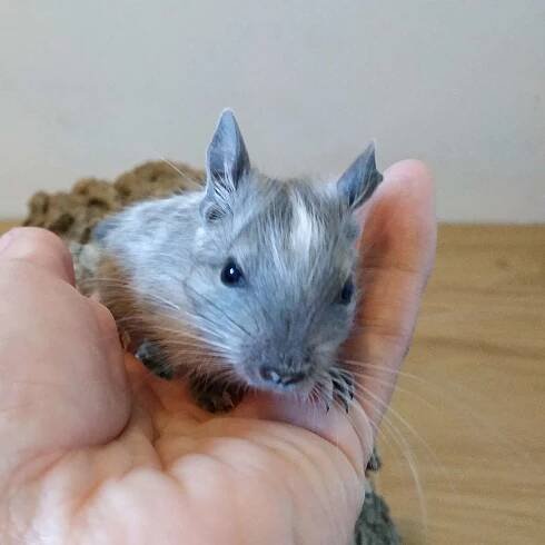 Vrhy a rezervace (prodej) Degus4You.cz