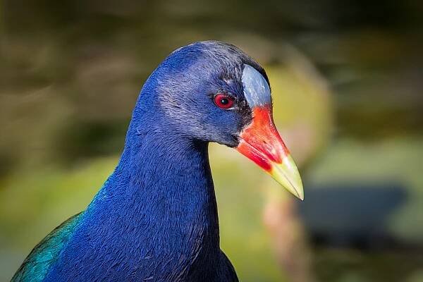 Purple Gallinule