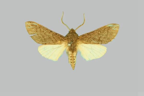 Hopliocnema
