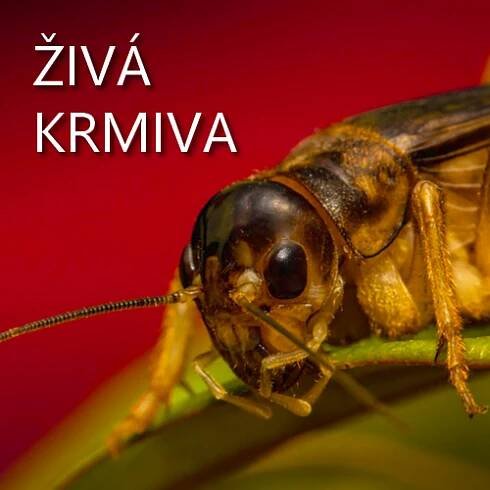 Terarijní zvířata | Živá a sušená krmiva | Želvária | HABEO.cz