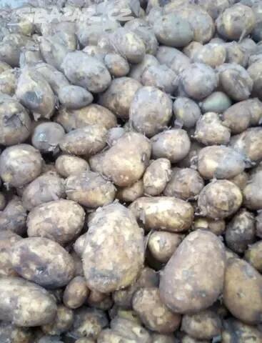 CIBULE 13kč/kg