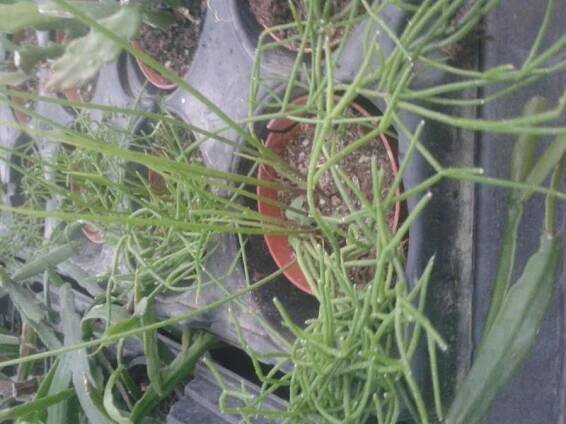 Rhipsalis cassutha