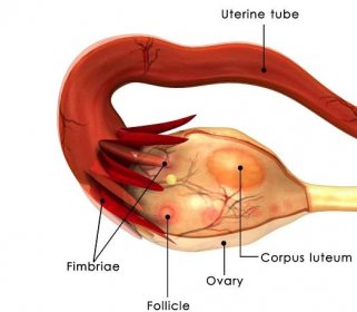 Anatomie lidského vaječník