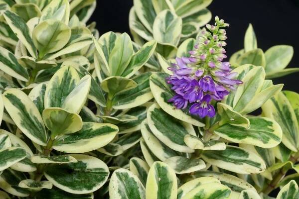 Hebe ×andersonii Classica