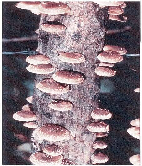 (PDF) Medicinal Mushrooms: Their therapeutic properties and current medical usage with special emphasis on cancer treatments