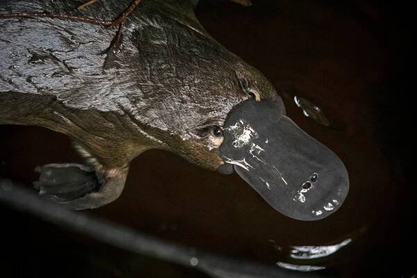Can the World’s Strangest Mammal Survive?