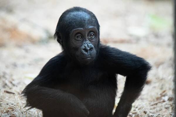 FOTO: Gorilí samička Mobi z pražské zoo oslavila první narozeniny