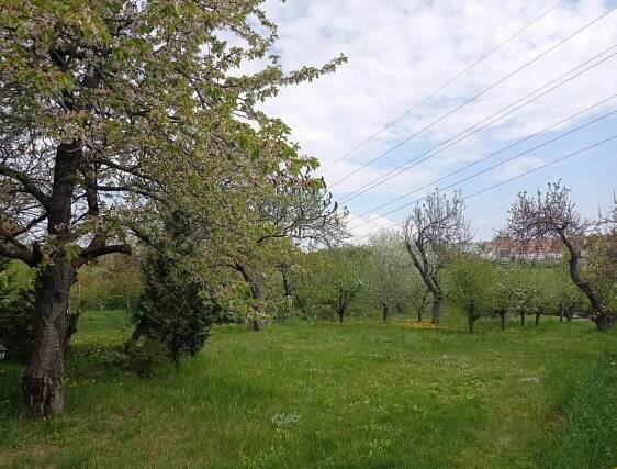 Pronájem Pozemek, Brno - Medlánky